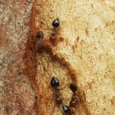 Crematogaster sp. (genus) (Acrobat ant, Cocktail ant) at Umbagong District Park - 16 Dec 2020 by tpreston