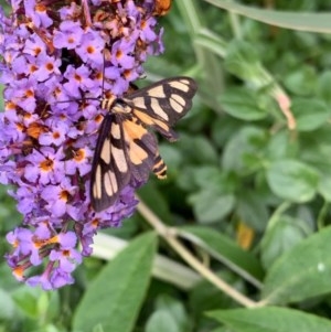 Amata (genus) at Murrumbateman, NSW - 16 Dec 2020