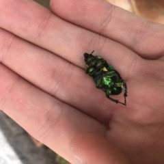 Diphucephala sp. (genus) at Curtin, ACT - 14 Dec 2020