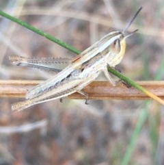 Macrotona australis (Common Macrotona Grasshopper) at Garran, ACT - 15 Dec 2020 by Tapirlord