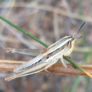 Macrotona australis at Garran, ACT - 15 Dec 2020