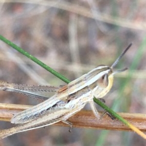 Macrotona australis at Garran, ACT - 15 Dec 2020