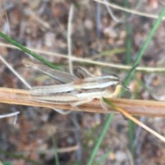 Macrotona australis at Garran, ACT - 15 Dec 2020