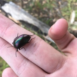 Chalcopteroides cupripennis at Garran, ACT - 15 Dec 2020