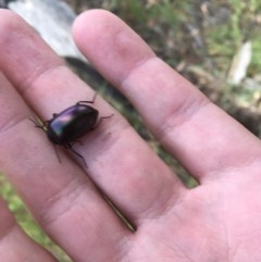 Chalcopteroides cupripennis at Garran, ACT - 15 Dec 2020