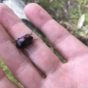 Chalcopteroides cupripennis at Garran, ACT - 15 Dec 2020