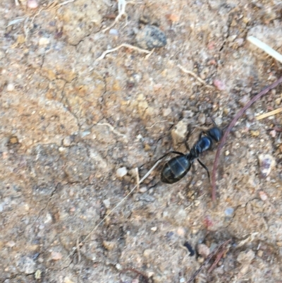 Camponotus sp. (genus) (A sugar ant) at Hughes, ACT - 15 Dec 2020 by Tapirlord