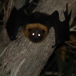 Pteropus poliocephalus at Hughes, ACT - 16 Dec 2020