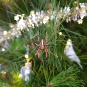 Hortophora sp. (genus) at Kambah, ACT - 16 Dec 2020