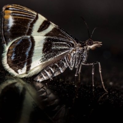 Phrataria bijugata (Bold Phrataria) at Melba, ACT - 14 Dec 2020 by Bron