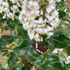 Nyctemera amicus (Senecio Moth, Magpie Moth, Cineraria Moth) at Murrumbateman, NSW - 15 Dec 2020 by SimoneC