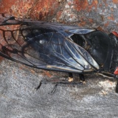 Psaltoda moerens (Redeye cicada) at Majura, ACT - 15 Dec 2020 by jb2602