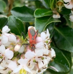 Gminatus australis (Orange assassin bug) at Murrumbateman, NSW - 16 Dec 2020 by SimoneC