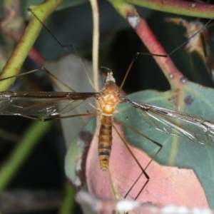 Leptotarsus (Macromastix) costalis at Majura, ACT - 15 Dec 2020