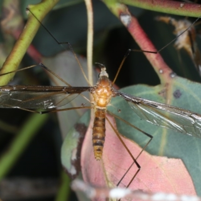 Leptotarsus (Macromastix) costalis (Common Brown Crane Fly) at Majura, ACT - 15 Dec 2020 by jbromilow50