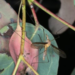 Leptotarsus (Macromastix) costalis at Majura, ACT - 15 Dec 2020