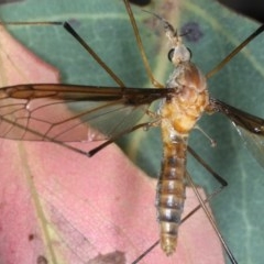 Leptotarsus (Macromastix) costalis at Majura, ACT - 15 Dec 2020