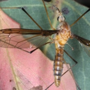 Leptotarsus (Macromastix) costalis at Majura, ACT - 15 Dec 2020