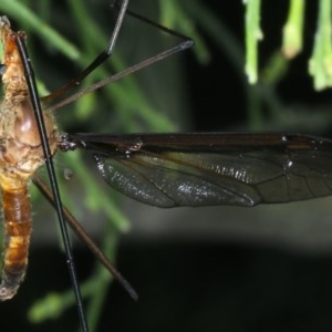 Leptotarsus (Macromastix) costalis at Majura, ACT - 15 Dec 2020