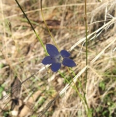 Wahlenbergia sp. (Bluebell) at Jones Creek, NSW - 11 Apr 2012 by abread111