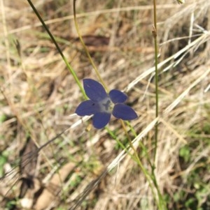 Wahlenbergia sp. at Jones Creek, NSW - 11 Apr 2012