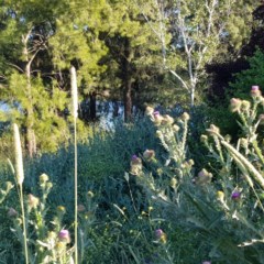 Onopordum acanthium (Scotch Thistle) at Nicholls, ACT - 8 Dec 2020 by Hotdog