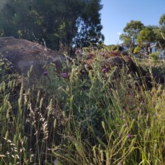 Onopordum acanthium (Scotch Thistle) at Nicholls, ACT - 11 Dec 2020 by Hotdog