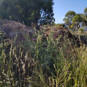 Onopordum acanthium at Nicholls, ACT - 11 Dec 2020