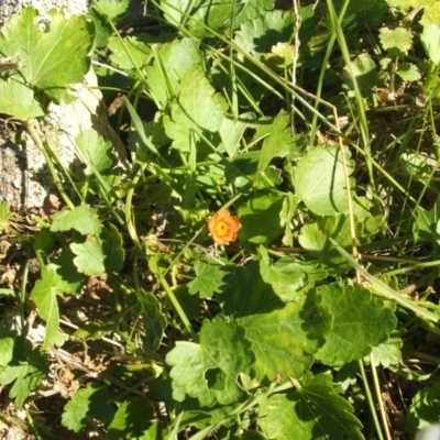 Modiola caroliniana (Red-flowered Mallow) at Jones Creek, NSW - 11 Apr 2012 by abread111