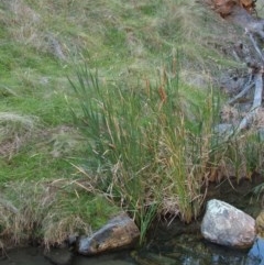 Typha sp. (Cumbungi) at Jones Creek, NSW - 11 Apr 2012 by abread111