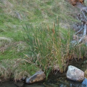 Typha sp. at Jones Creek, NSW - 11 Apr 2012