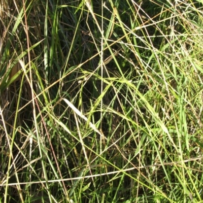 Microlaena stipoides (Weeping Grass) at Jones Creek, NSW - 11 Apr 2012 by abread111