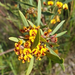 Daviesia mimosoides subsp. mimosoides at Cook, ACT - 21 Oct 2020