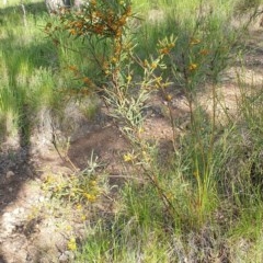 Daviesia mimosoides subsp. mimosoides at Cook, ACT - 21 Oct 2020