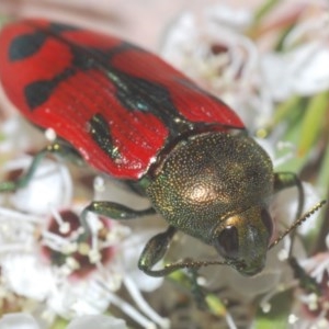 Castiarina ignota at Watson, ACT - 16 Dec 2020