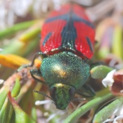 Castiarina ignota at Watson, ACT - 16 Dec 2020