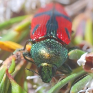 Castiarina ignota at Watson, ACT - 16 Dec 2020