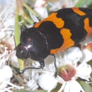 Castiarina bremei at Watson, ACT - 16 Dec 2020