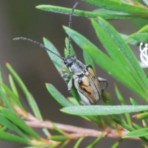 Neodiaphanops sp. at Watson, ACT - 15 Dec 2020