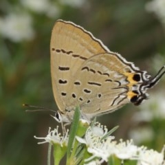 Jalmenus ictinus (Stencilled Hairstreak) at Acton, ACT - 14 Dec 2020 by TimL