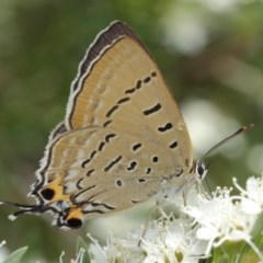 Jalmenus ictinus at Acton, ACT - 14 Dec 2020 11:50 AM