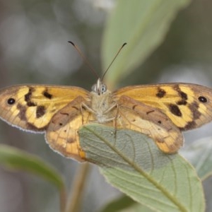 Heteronympha merope at Acton, ACT - 15 Dec 2020 11:40 AM