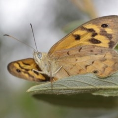 Heteronympha merope at Acton, ACT - 15 Dec 2020 11:40 AM