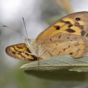 Heteronympha merope at Acton, ACT - 15 Dec 2020 11:40 AM