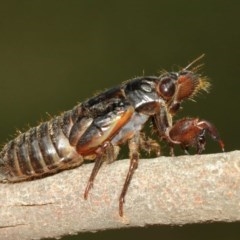 Yoyetta sp. (genus) (Firetail or Ambertail Cicada) at Watson, ACT - 13 Dec 2020 by TimL