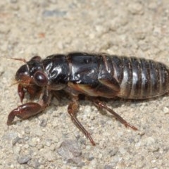 Yoyetta sp. (genus) at Watson, ACT - 13 Dec 2020 11:41 AM