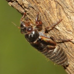 Yoyetta sp. (genus) at Watson, ACT - 13 Dec 2020