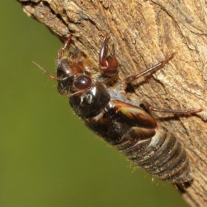 Yoyetta sp. (genus) at Watson, ACT - 13 Dec 2020 11:41 AM