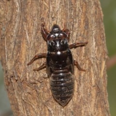 Yoyetta sp. (genus) at Watson, ACT - 13 Dec 2020