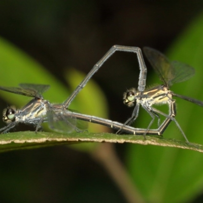 Austroargiolestes icteromelas (Common Flatwing) at Acton, ACT - 13 Dec 2020 by TimL